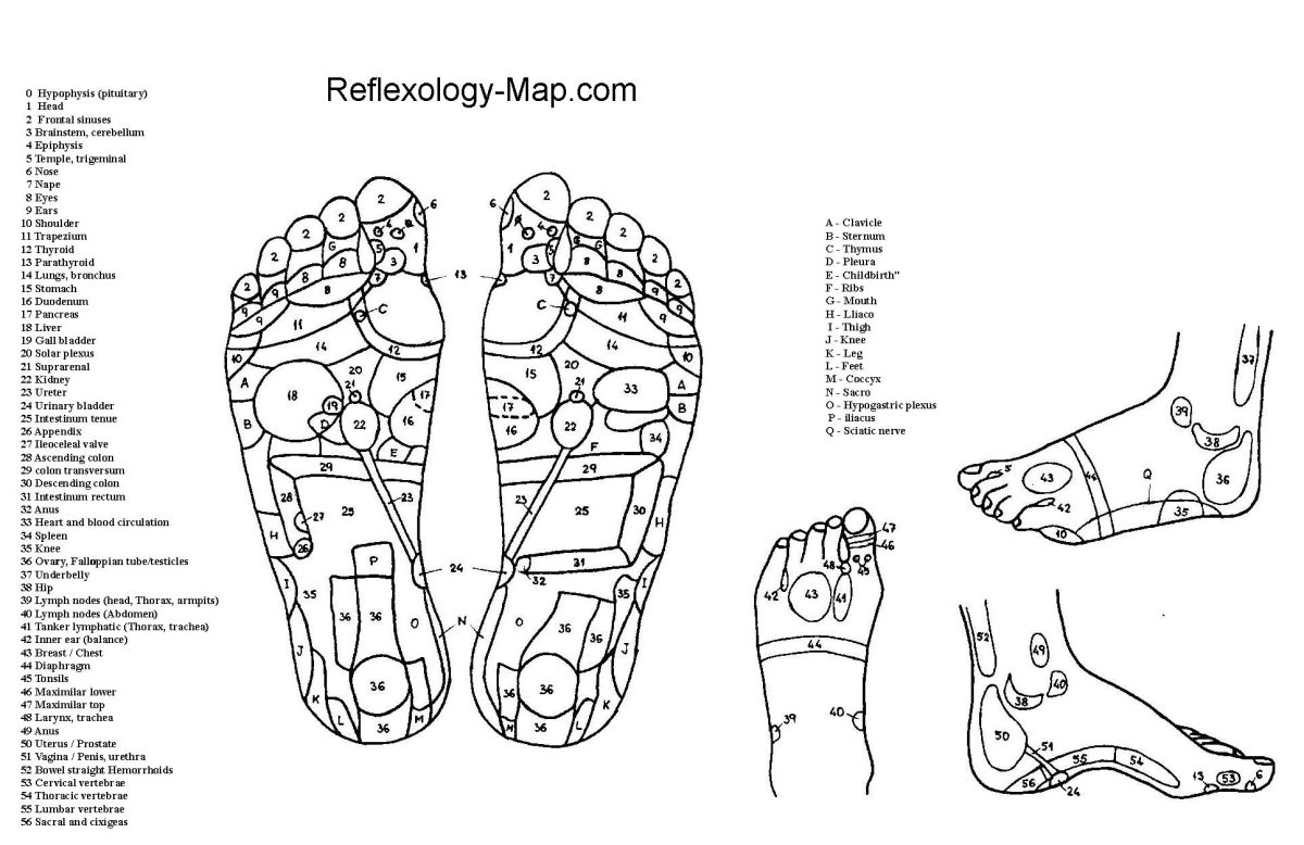 A diagram of a human foot.